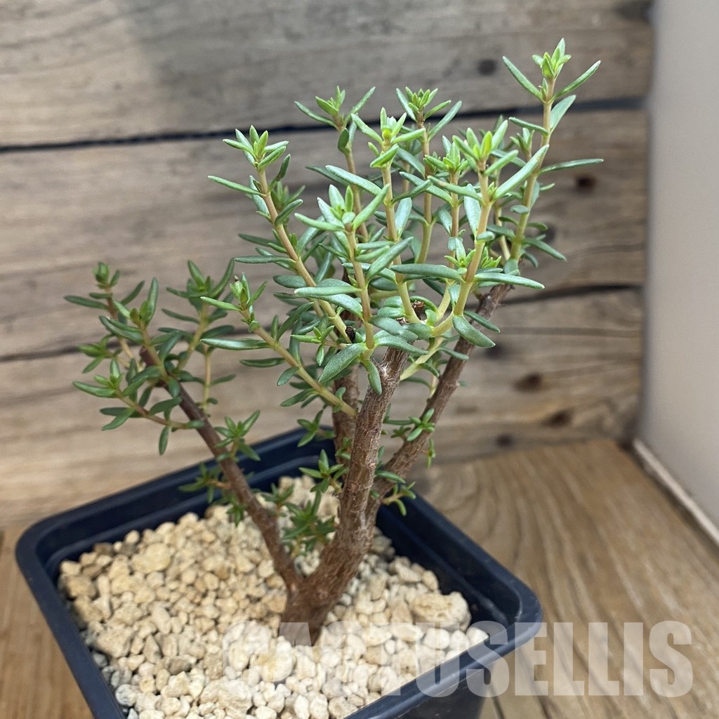SH34377 Crassula sarcocaulis ssp. rupicola - Image 2