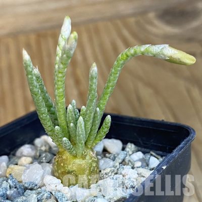 SH34395 Avonia quinaria