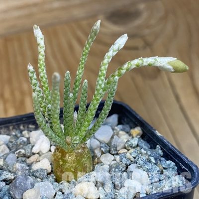 SH34396 Avonia quinaria