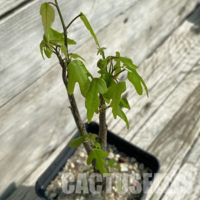 SH34403 Adenia olaboensis