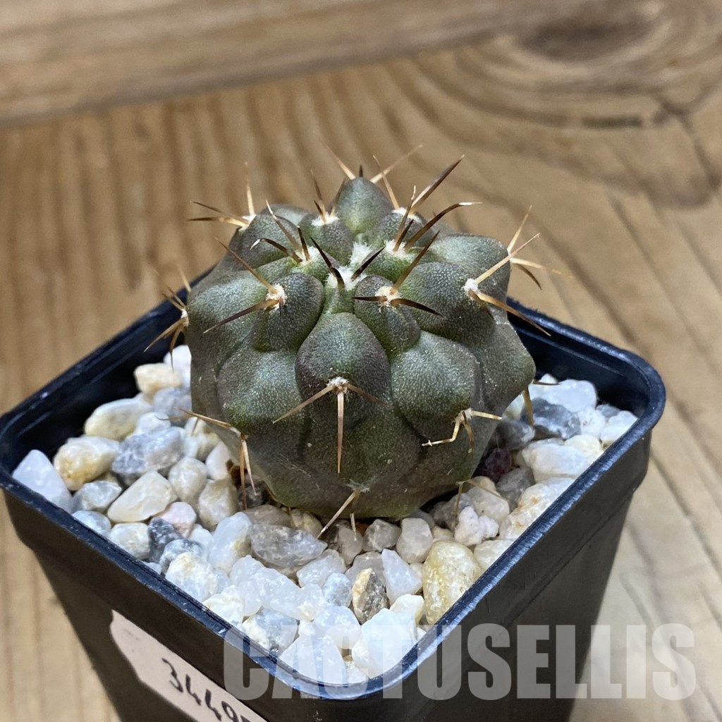 SH34495 Copiapoa cinerea f. solitaria PHA 3026, seedling - Image 2