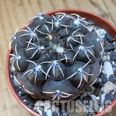 SH34500 Gymnocalycium robustum LF80