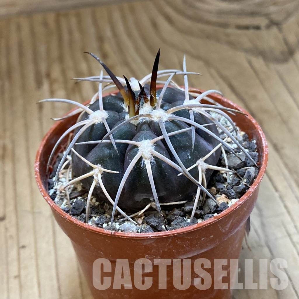 SH34501 Gymnocalycium spegazzinii VS 120 - Image 2