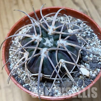 SH34502 Gymnocalycium spegazzinii VS 120