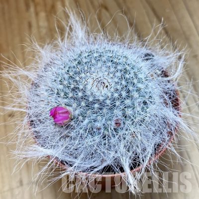 SH34514 Mammillaria hahniana