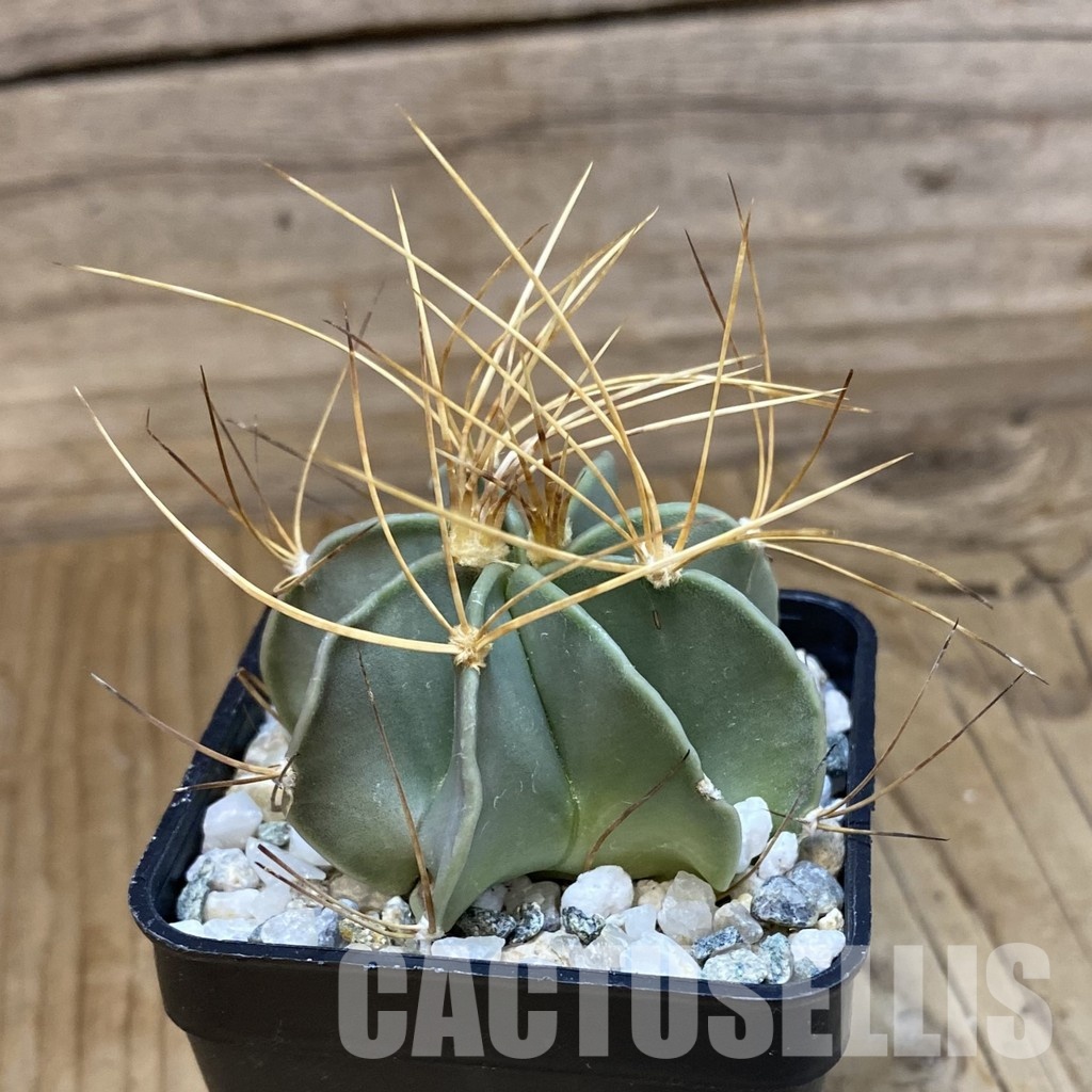 SH34517 Astrophytum senile v. aureum - Image 2