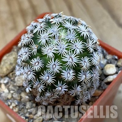SH34518 Mammillaria hernandezii