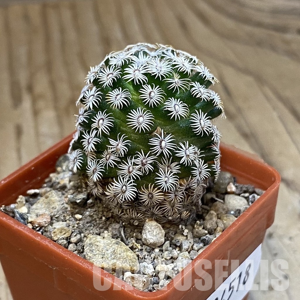 SH34518 Mammillaria hernandezii - Image 2