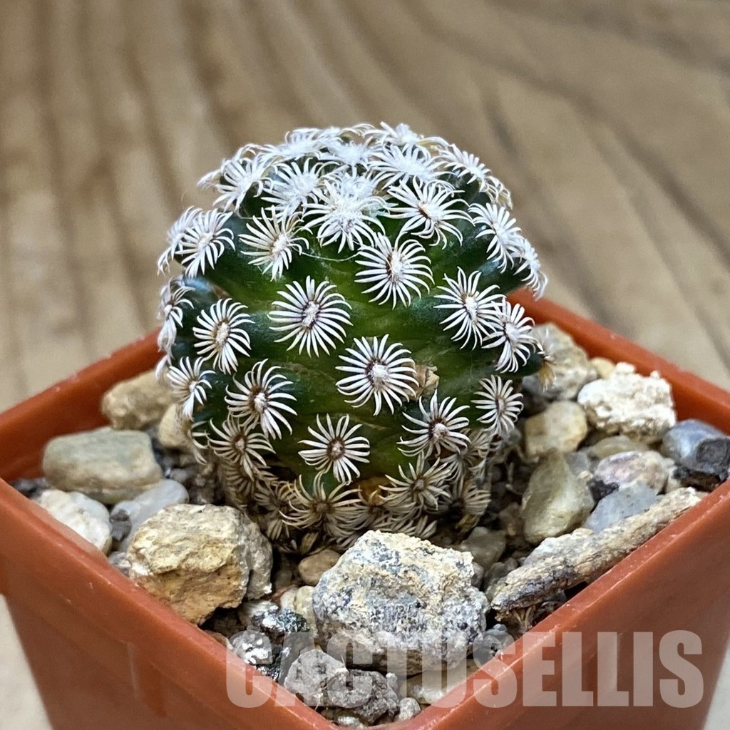 SH34519 Mammillaria hernandezii - Image 2