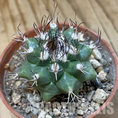 SH34520 Turbinicarpus swobodae