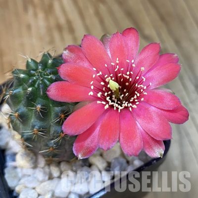 SH34457 Rebutia haagei 'Chameleon'
