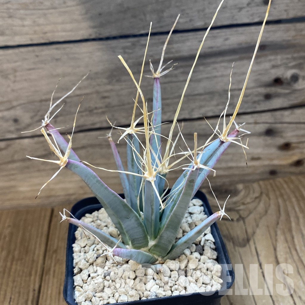SH34527 Leuchtenbergia principis, 6 years old - Image 2