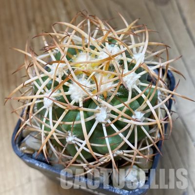 SH34531 Discocactus zehntneri ssp. mirohalfarii MH910, own roots