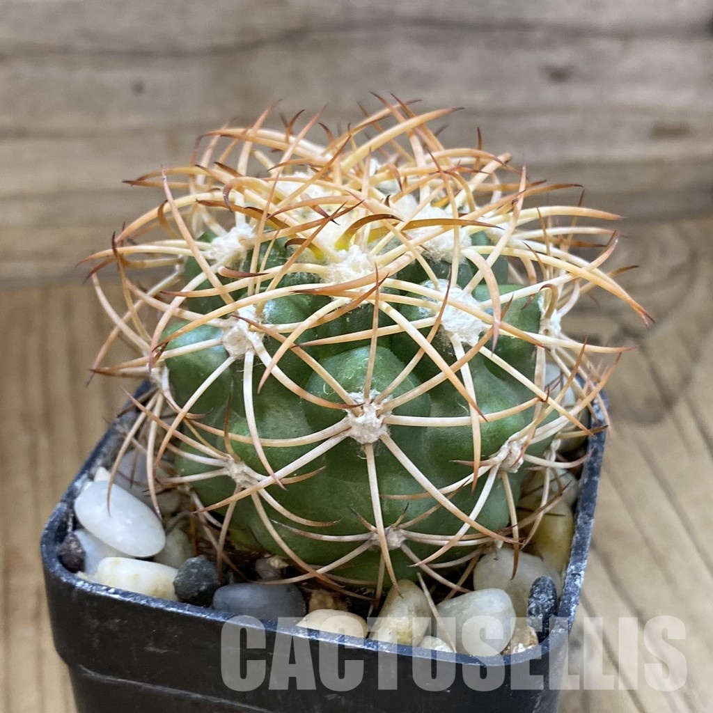 SH34531 Discocactus zehntneri ssp. mirohalfarii MH910, own roots - Image 2