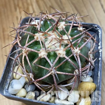 SH34532  Discocactus bahiensis MH 728, own roots