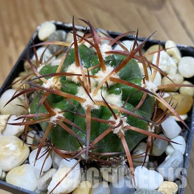 SH34533 Discocactus bahiensis MH 728, own roots