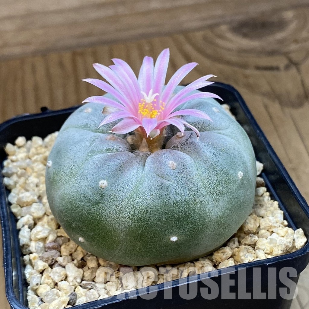 SH34463 Anhalonium frichii hybrid - Image 2