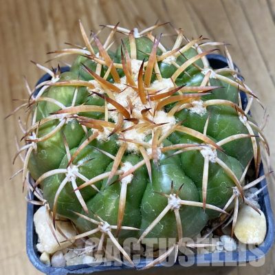 SH34534 Discocactus cangaensis MH 886, own roots