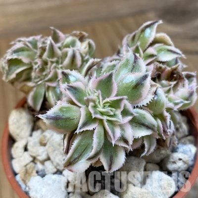 SH34540 Aeonium 'Sunburst' f. cristata