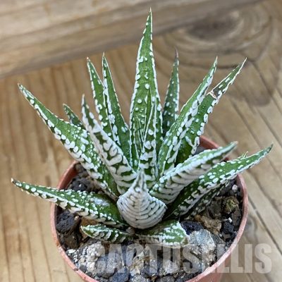SH34543 Haworthia fasciata 'Alba'