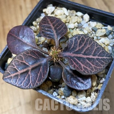 SH34550 Euphorbia francoisii hybrid