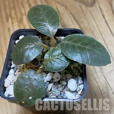 SH33551 Dorstenia foetida