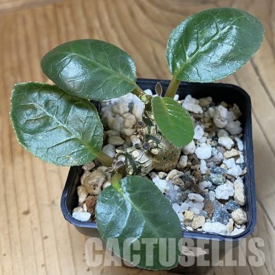 SH33552 Dorstenia foetida