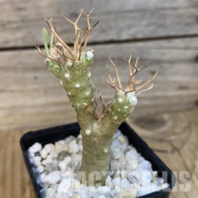 SH34469 Othonna euphorbioides