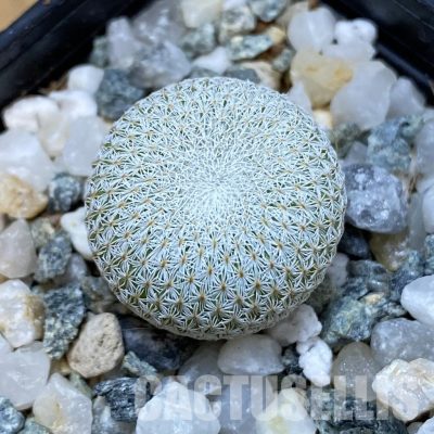 SH34472 Epithelantha bokei v. unguispina VM 418