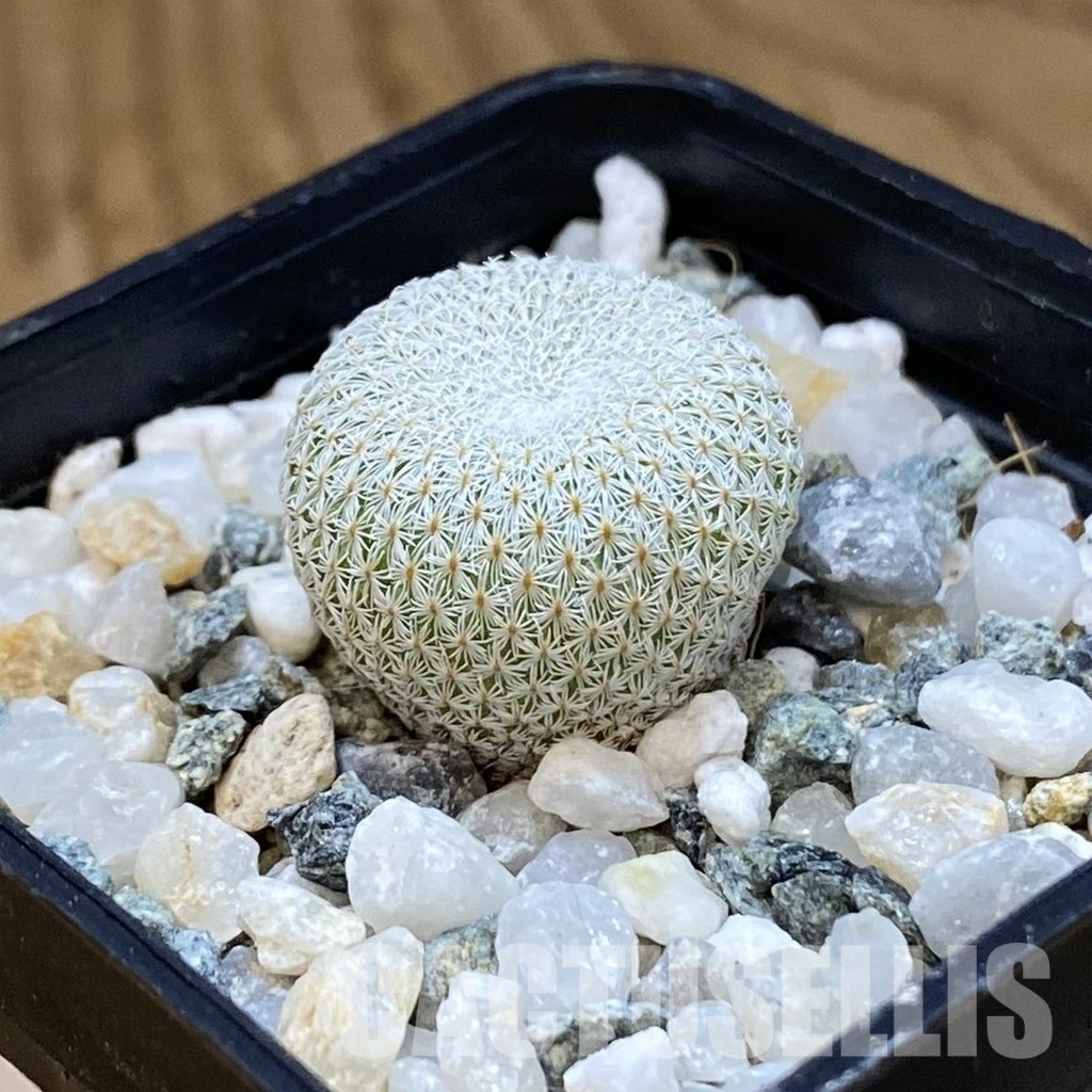 SH34472 Epithelantha bokei v. unguispina VM 418 - Image 2