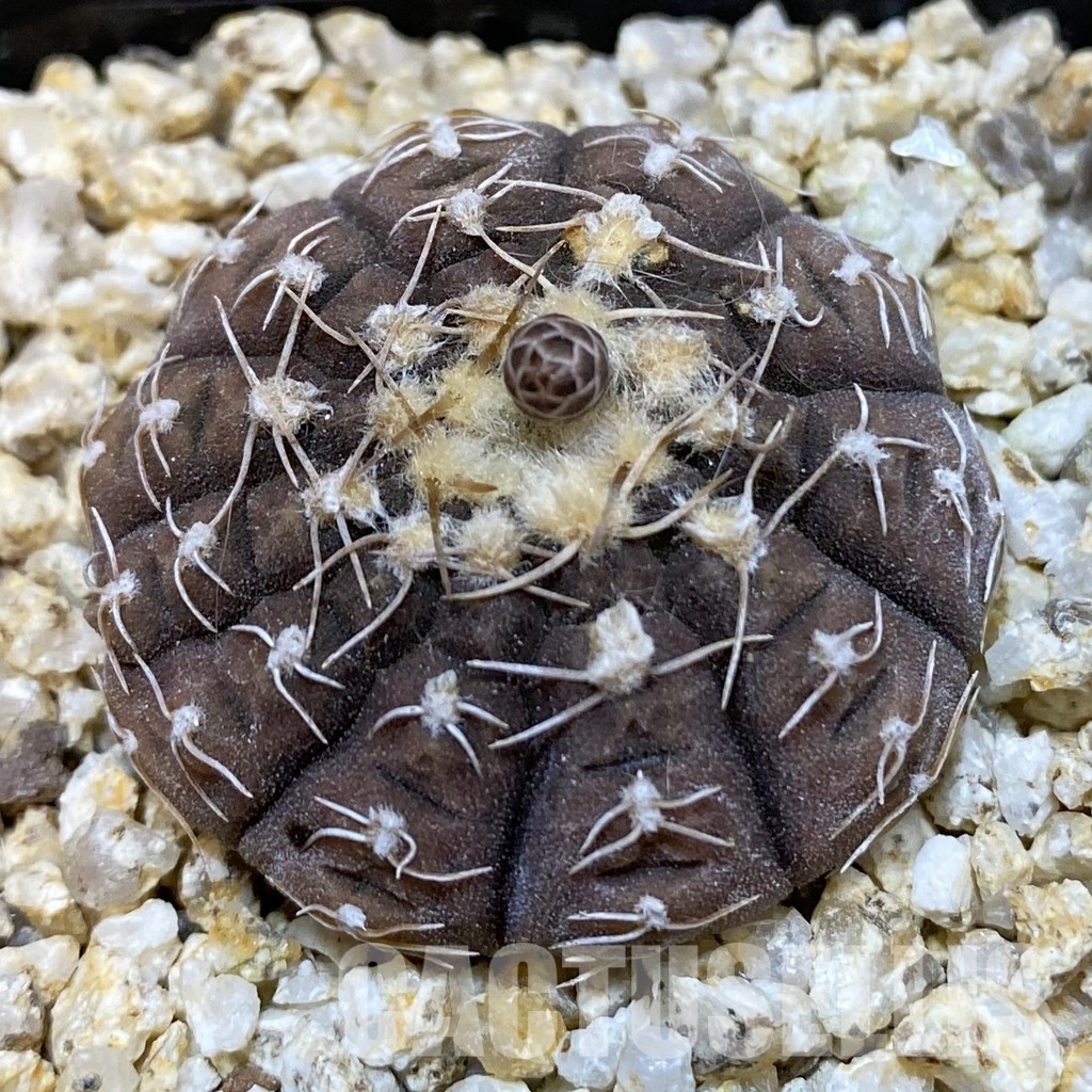 SH34482 Gymnocalycium ragonesei