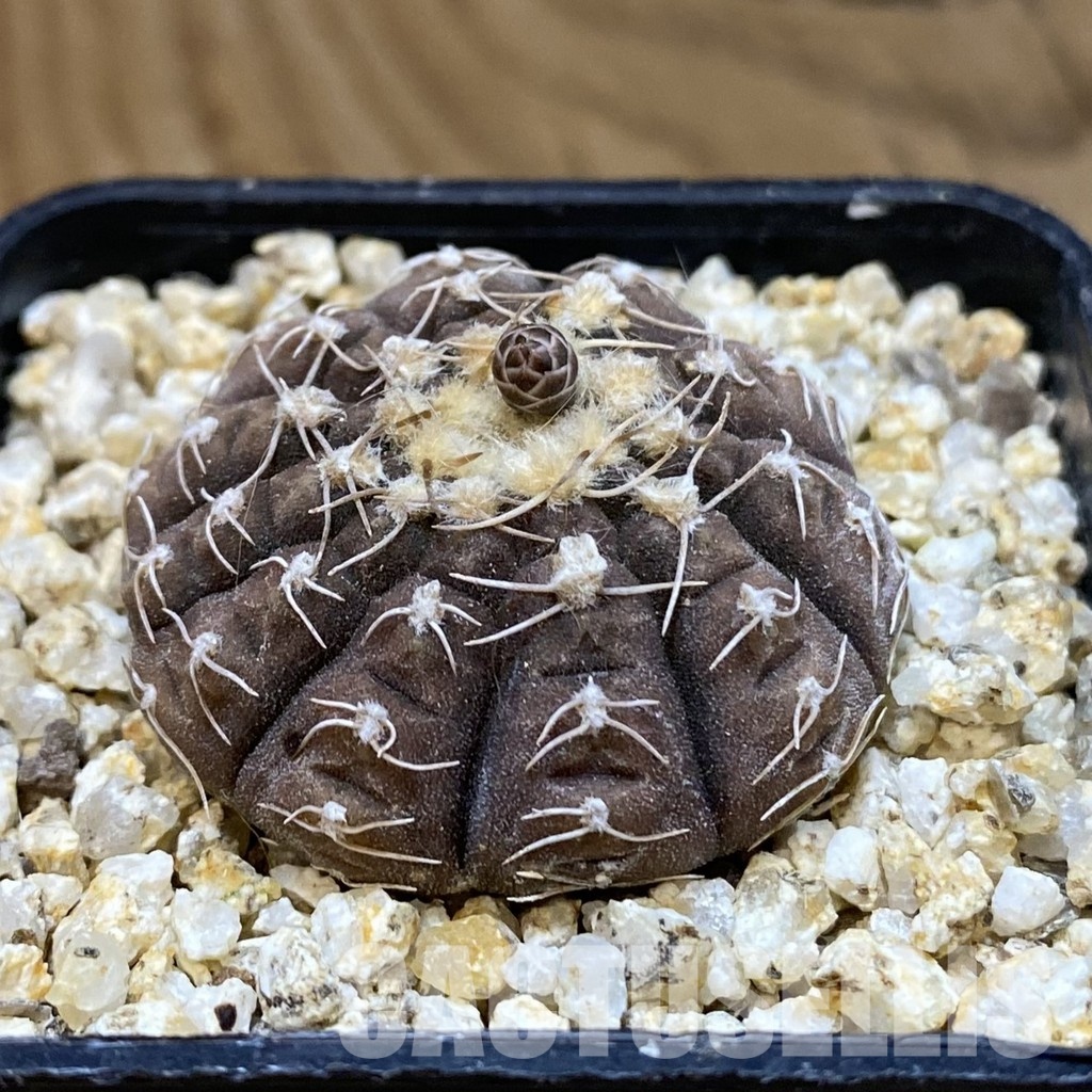 SH34482 Gymnocalycium ragonesei - Image 2