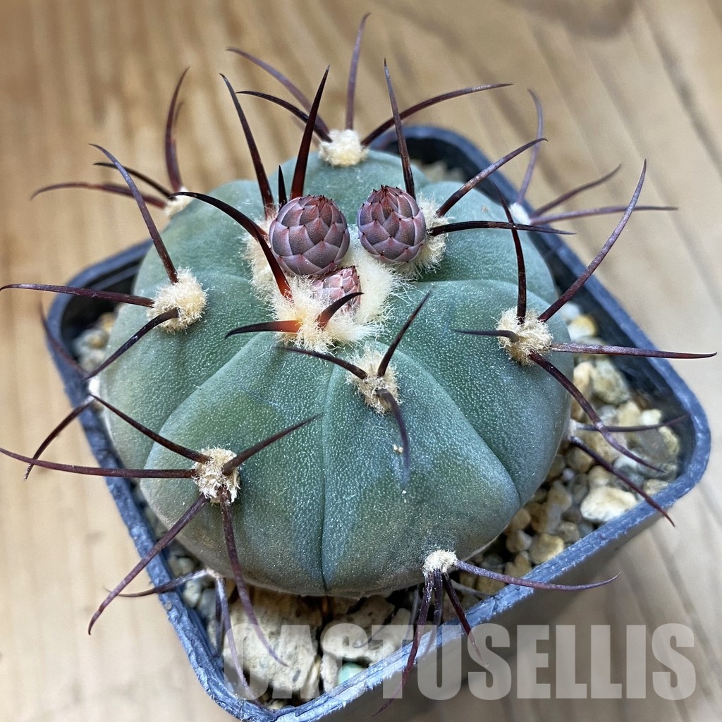 SH34483 Gymnocalycium cabreraense VOS 2122
