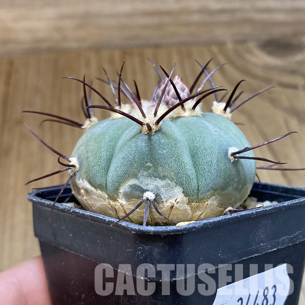 SH34483 Gymnocalycium cabreraense VOS 2122 - Image 2