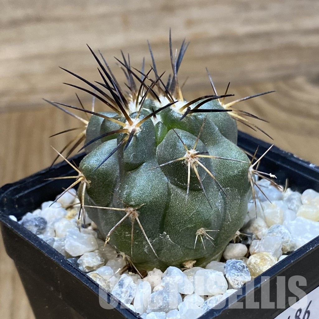 SH34486 Copiapoa sarcoana PHA 2981, seedling - Image 2