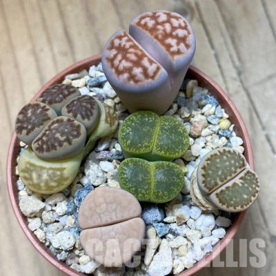SH34558 Lithops mix