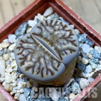 SH34595 Lithops julii 'Kikushogiyoku'