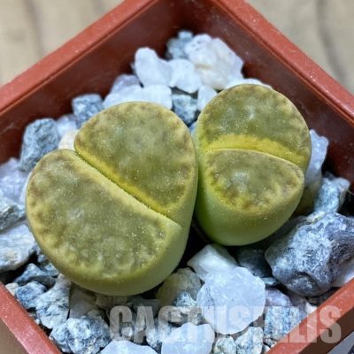 SH34596 Lithops bromfieldii 'Sulphurea'