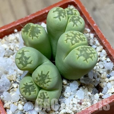 SH34598 Lithops bella ‘Green' f. monstrosa