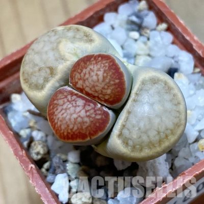 SH34602 Lithops julii ‘Kikushogiyoku’