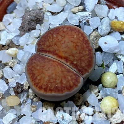 SH34604 Lithops julii ‘Kikushogiyoku’