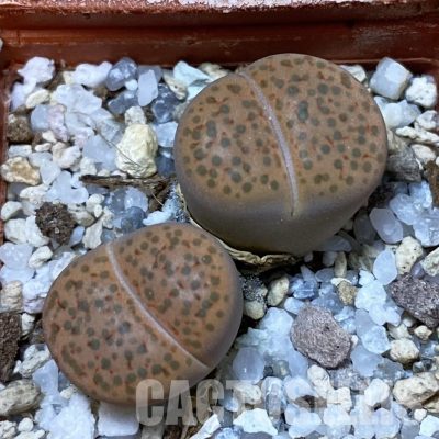 SH34605 Lithops fulviceps C 266