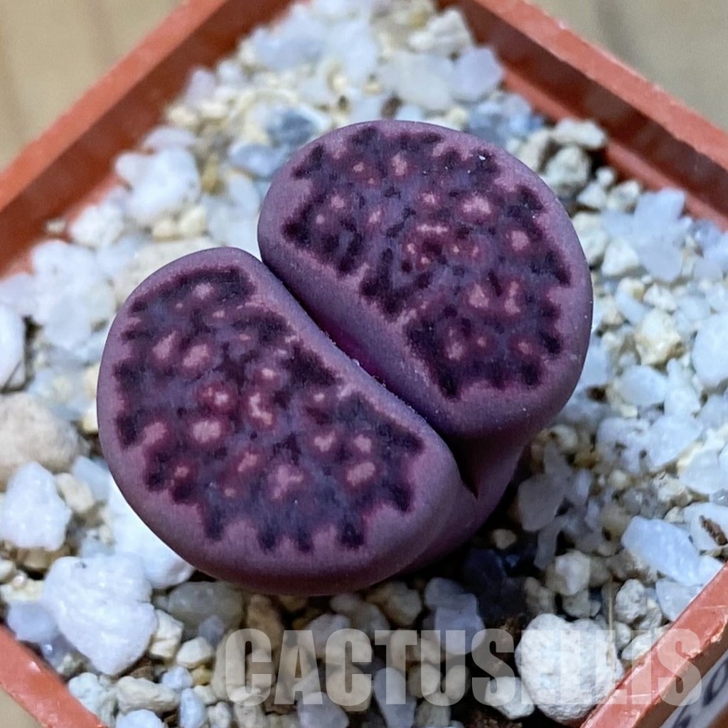 SH34609 Lithops salicola 'Sato's Violet' hybrid