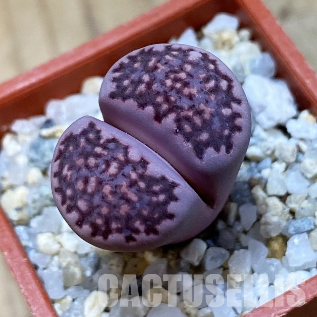 SH34611 Lithops salicola 'Sato's Violet' hybrid