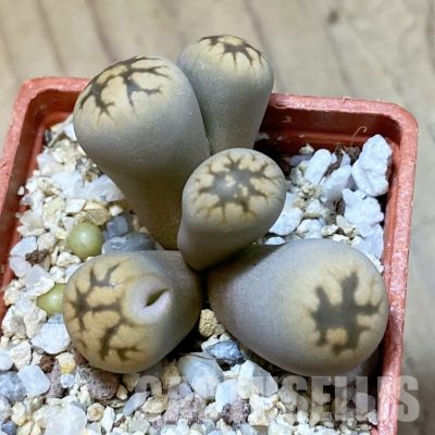 SH34612 Lithops bella f. monstrosa