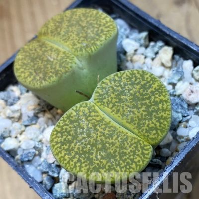 SH34560 Lithops lesliei v. albinica