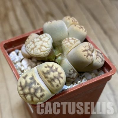SH34613 Lithops bella f. monstrosa