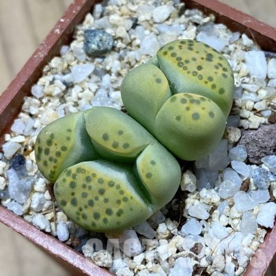 SH34616 Lithops fulviceps v. aurea f. monstrosa