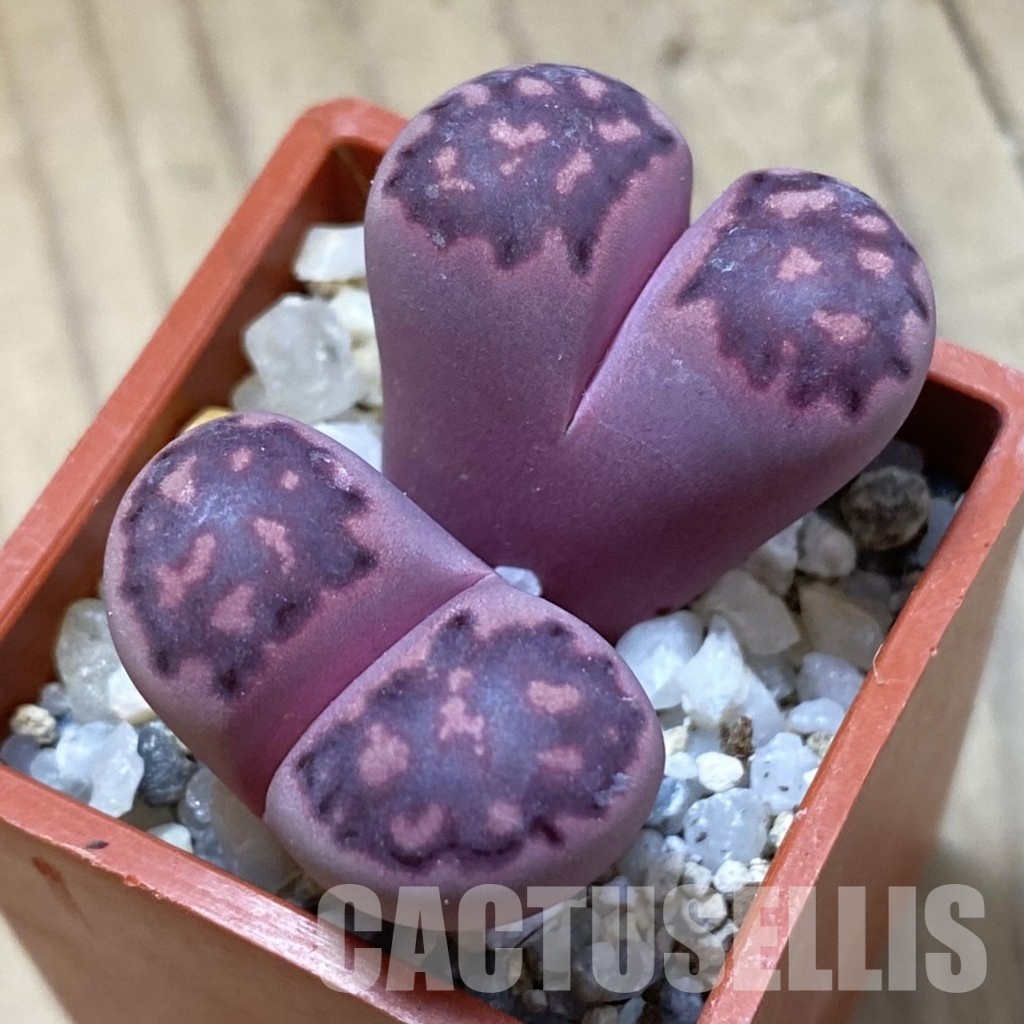SH34621 Lithops salicola ‘Sato’s Violet’ hybrid