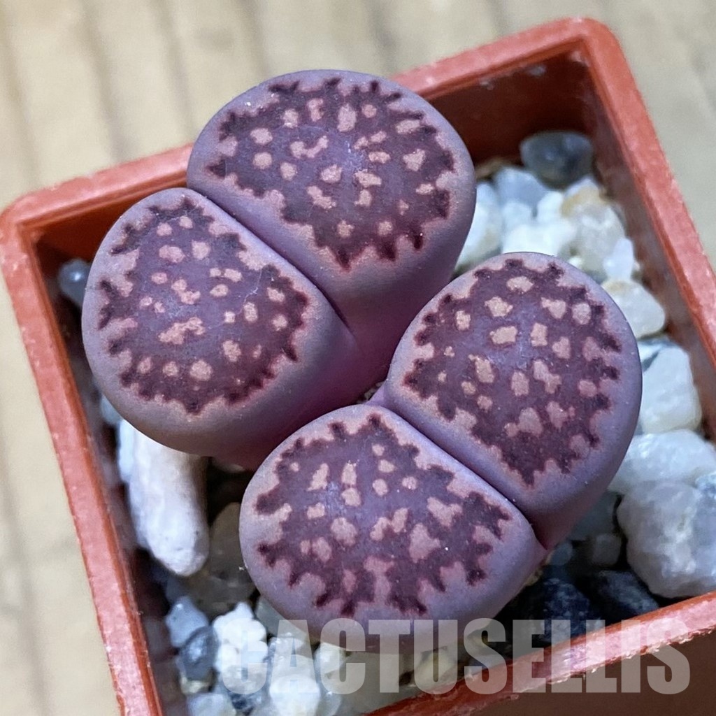 SH34622 Lithops salicola ‘Sato’s Violet’ hybrid
